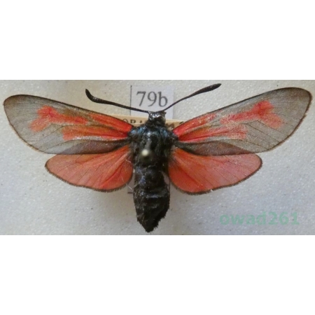 Zygaena minos (Denis & Schiffermüller, 1775) Kraśnik biedrzeniowiec Czech79b